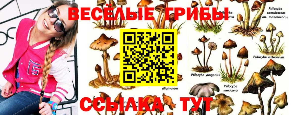 Псилоцибиновые грибы Psilocybe  Вход с VPN  Куйбышев 